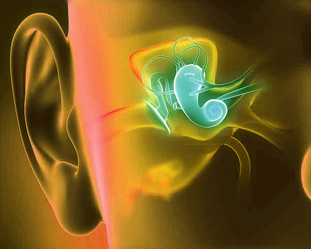 A mostly blue and black graphic of the right side of a human head, face forward, showing the anatomy of the middle ear within.  The tubes and chambers of the middle ear are a reddish color, and the middle ear's outer edges are a light blue.